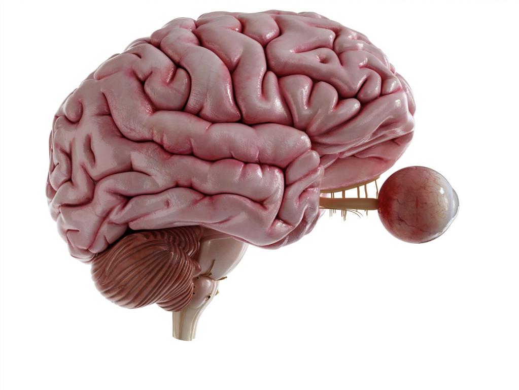 The Brain - Part II