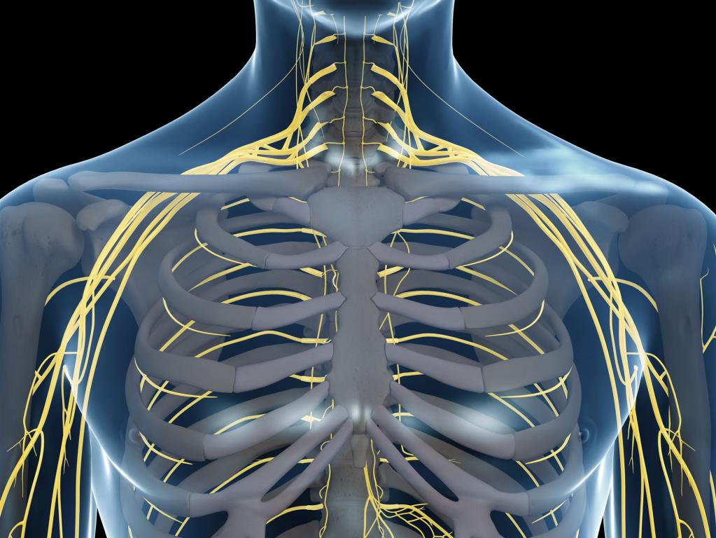 Der Plexus brachialis